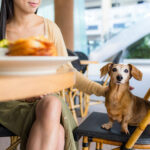 restaurantes pet friendly en Segovia