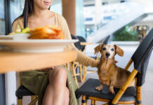 restaurantes pet friendly en Segovia