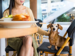 restaurantes pet friendly en Segovia