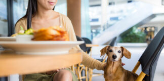 restaurantes pet friendly en Segovia