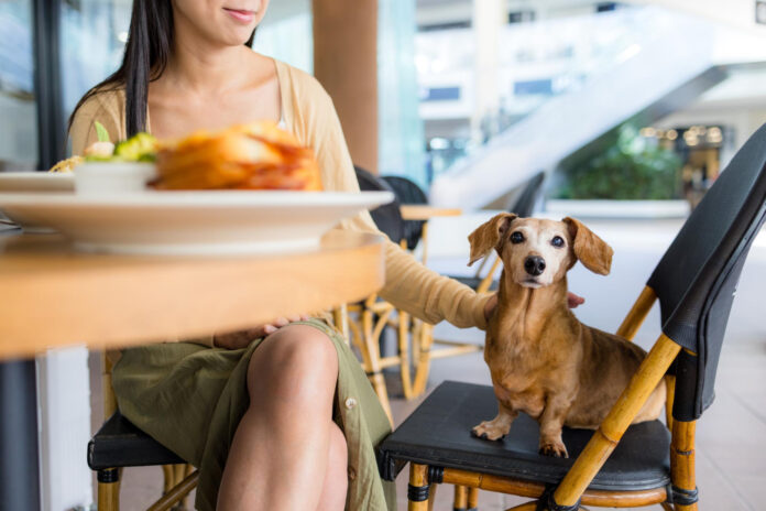 restaurantes pet friendly en Segovia
