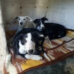 Robo en la Protectora de Animales: Piden ayuda para encontrar a Violeta, Camelia y Dalia