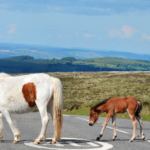 carretera de Segovia estrenará señalización