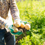 Mercadona comprará patatas de Segovia Mercadona comprará patatas de Segovia