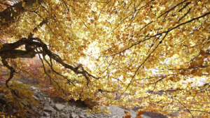 «No es Japón, es el Hayedo de La Pedrosa»: El espectáculo de color que te espera en Segovia