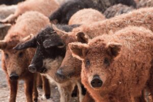 El renacer del Mangalica de la mano de una empresa segoviana: Del borde de la extinción a la élite gastronómica