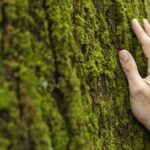 Premios a la Conservación de la Naturaleza