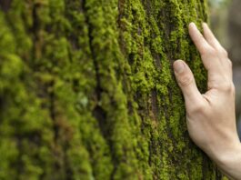 Premios a la Conservación de la Naturaleza