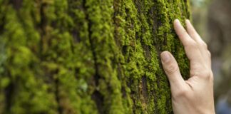 Premios a la Conservación de la Naturaleza