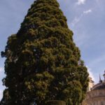 Secuoya de La Granja en cupón de la ONCE