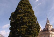 Secuoya de La Granja en cupón de la ONCE