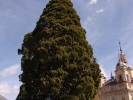 Secuoya de La Granja en cupón de la ONCE
