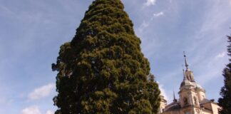 Secuoya de La Granja en cupón de la ONCE