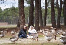 La Vuelta al Origen: El Sueño de Pinaroca, la Gran Familia de Ocas de Zulema y Álvaro