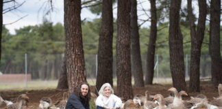 La Vuelta al Origen: El Sueño de Pinaroca, la Gran Familia de Ocas de Zulema y Álvaro