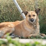 Animales en adopción