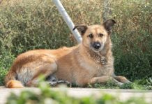 Animales en adopción