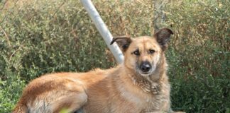 Animales en adopción
