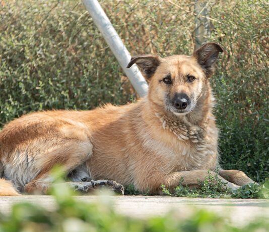 Animales en adopción