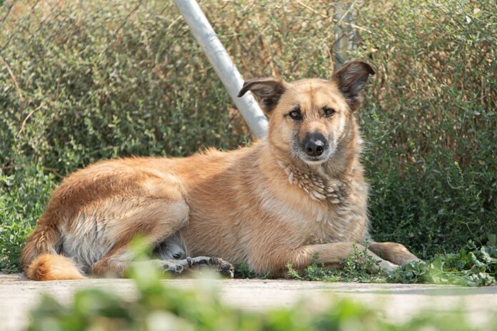 Animales en adopción