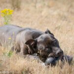 Animales en adopción Segovia