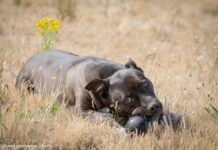 Animales en adopción Segovia