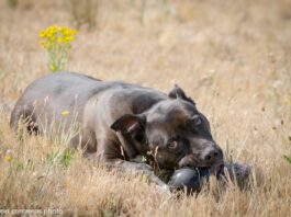 Animales en adopción Segovia