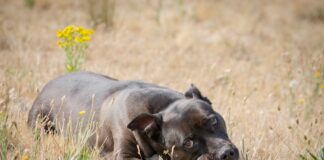 Animales en adopción Segovia