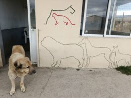 Recogida de alimentos para la Protectora de Animales de Segovia