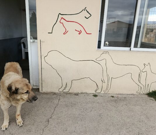 Recogida de alimentos para la Protectora de Animales de Segovia