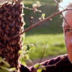 Segovia acoge la última proyección de ‘Micromundos’