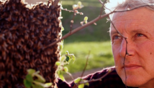 Segovia acoge la última proyección de ‘Micromundos’