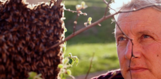 Segovia acoge la última proyección de ‘Micromundos’