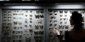 Casi 900 mariposas de los cinco continentes se detienen en Segovia