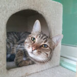 Animales en adopción Segovia