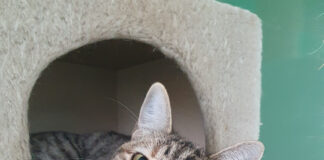 Animales en adopción Segovia