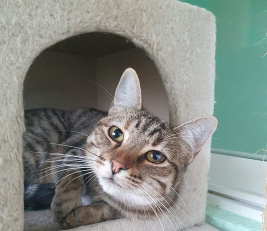 Animales en adopción Segovia