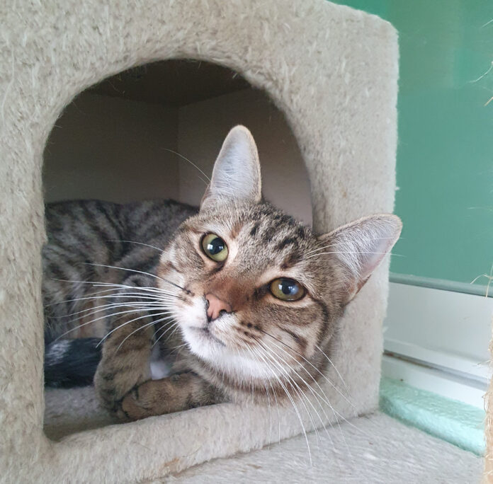 Animales en adopción Segovia