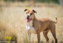 Maka, Mesi, Morrón y Avena buscan un hogar