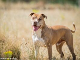 Maka, Mesi, Morrón y Avena buscan un hogar