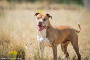 Maka, Mesi, Morrón y Avena buscan un hogar
