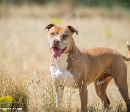Maka, Mesi, Morrón y Avena buscan un hogar