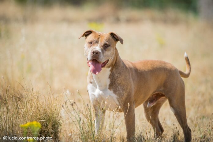 Morrón NP Asociación para la Defensa de los Animales de Segovia