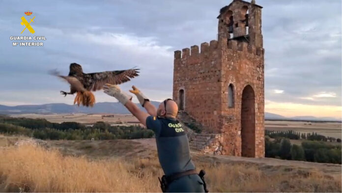 Recuperación de un búho_NP Subdelegación del Gobierno