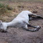 Foto yegua herida del investigado por maltrato animal