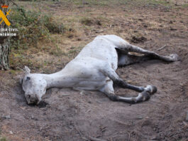 Foto yegua herida del investigado por maltrato animal