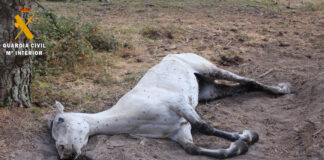 Investigado el propietario de una yegua por maltrato animal Foto yegua herida del investigado por maltrato animal