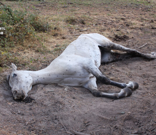 Foto yegua herida del investigado por maltrato animal