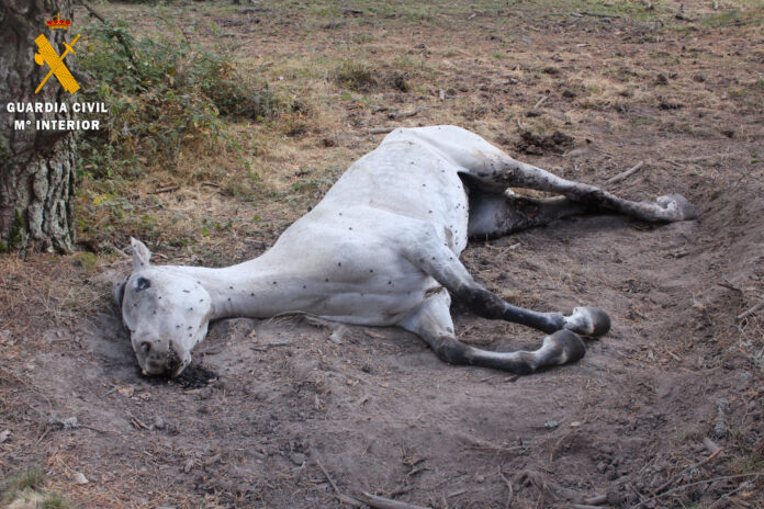 Foto yegua herida del investigado por maltrato animal