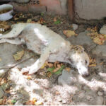 Rescate de 18 perros en Nava de la Asunción